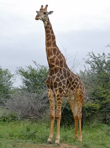 Hươu cao cổ, không cần bàn cãi, hươu cao cổ là loài động vật có chiếc cổ dài nhất thế giới, chiếc cổ ngoại cỡ này giúp nó có thể ăn được những chiếc là non ở tít trên cao và quan sát được những sự cố sớm.
