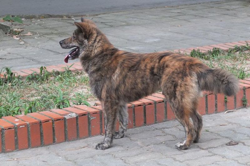 Chiếc mũi thẳng và dài, trán tròn và khá rộng. Đôi tai vểnh dựng thành hình tam giác để nhận biết âm thanh một cách nhanh nhạy.