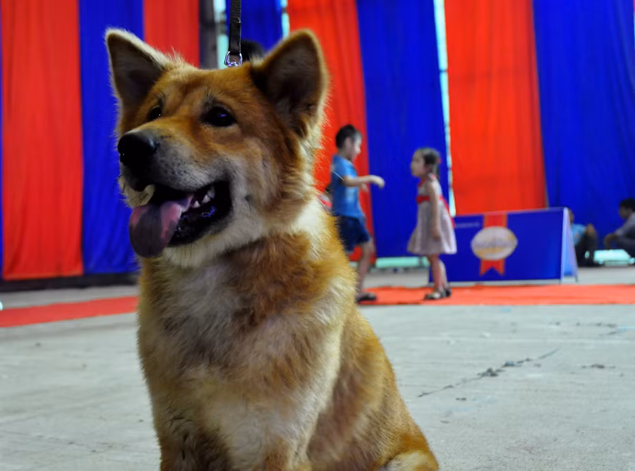 Chó xù Bắc Hà là một trong bốn giống chó đẹp nhất Việt Nam, cùng với chó Phú Quốc, H’mông cộc đuôi và Dingo Đông Dương.