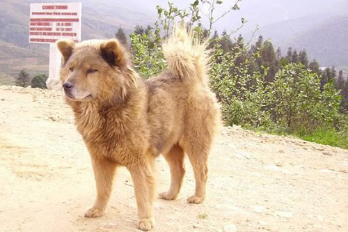 Cân nặng của giống chó này cũng dao động trong khoảng từ 16-26kg. Từ 16-23 kg đối với chó cái và từ 19-26kg đối với với chó đực.