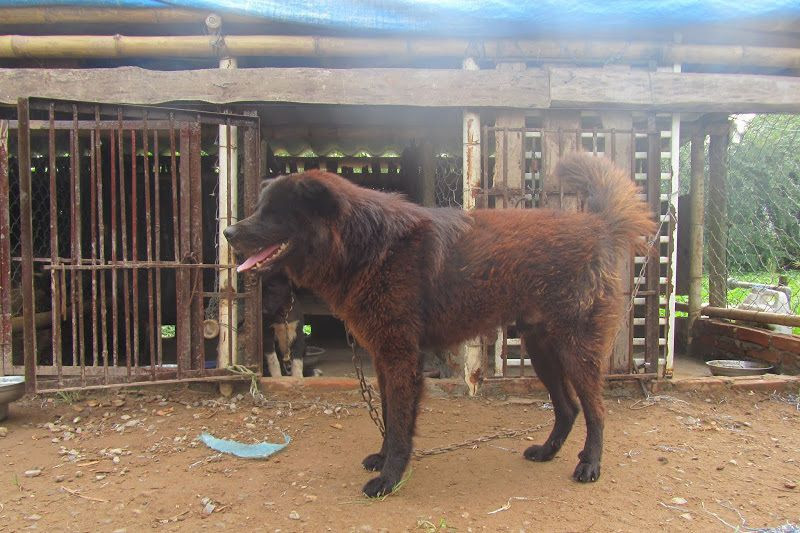 Phần đầu của giống chó Bắc Hà rất thon gọn, gây ấn tượng với chiếc mõm dài. Một chú chó Bắc Hà bình thường sẽ có chiều dài mõm bằng khoảng 2/3 hoặc bằng chiều dài đầu của nó.