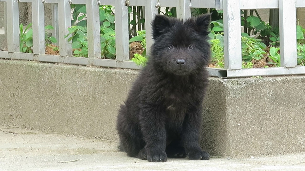 Một số chú chó Bắc Hà khá đặc biệt khi sở hữu bộ lông cổ dày, dài vồng lên rất giống bờm sư tử. Lông tạo thành bờm cổ tách biệt giữa hai phần thân và đầu của nó. Bờm cổ ở những con đực luôn dài hơn bờm cổ ở các con cái.