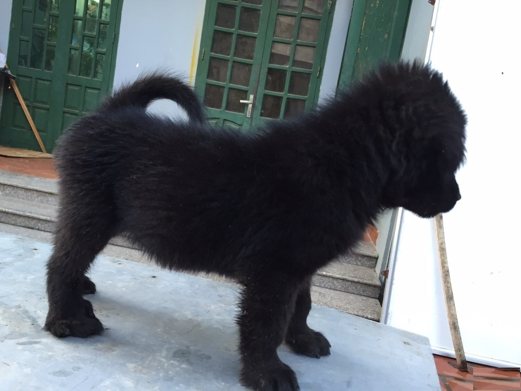 Chó xù Lào Cai di chuyển nhanh nhẹn và linh hoạt kể cả ở địa hình đồi núi hiểm trở cộng thêm rất tinh khôn. Chúng nhạy bén với tiếng động nên nó được lựa chọn để làm chó săn hay chó nghiệp vụ.