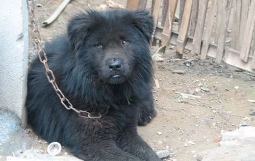 Giống chó Bắc Hà khá đa dạng về màu lông. Người ta thường thấy những chú chó Bắc Hà màu vện, màu vàng, màu trắng, màu đen, màu xám hay màu khoang.