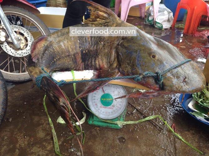 Dinh dưỡng của thịt cá chiên cao ngang ngửa với thịt cá trắm đen và cá hồi.