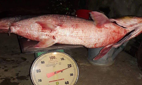 Cá măng sông Đà thường được dân làm nghề chài lưới gọi là thủy quái sông Đà hoặc cá mập trên sông. Cá măng là loài cá khá hung dữ và khỏe vì vậy nên mới có thể tồn tại ở con sông hung tợn như sông Đà.