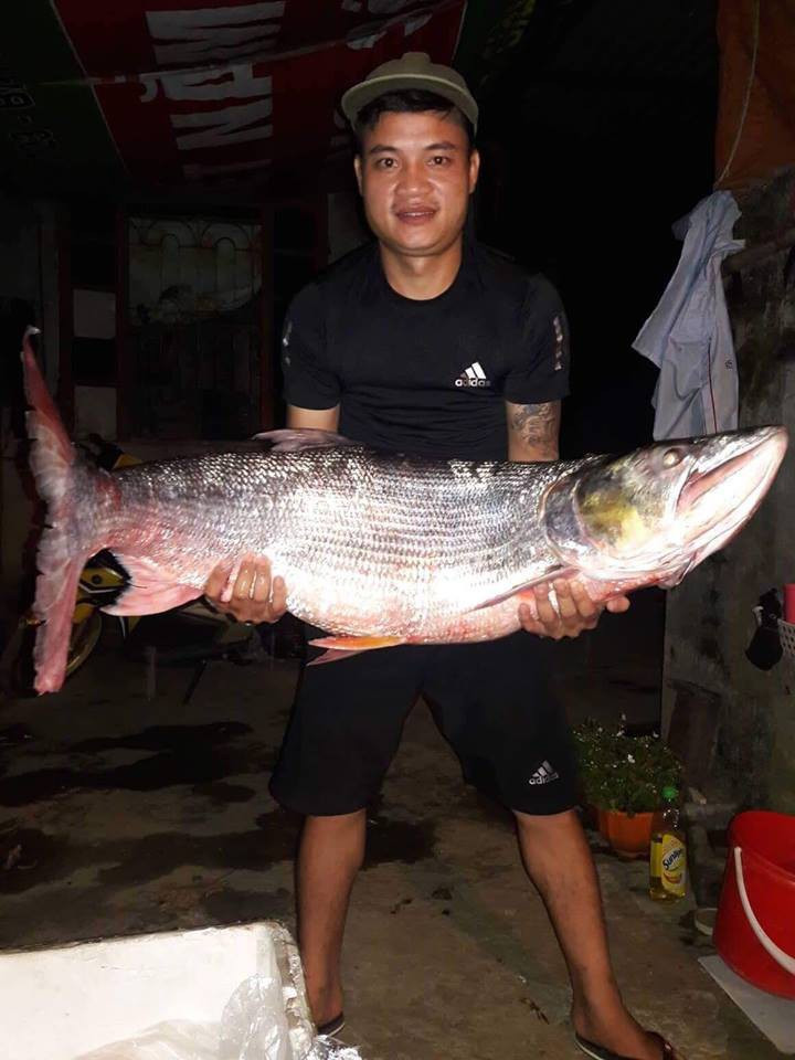 Cá măng có kích thước khổng lồ dài hàng mét nặng đến 60, 70kg. Cá có dáng thuôn dài dẹp hai bên, vây chẻ khả lớn.