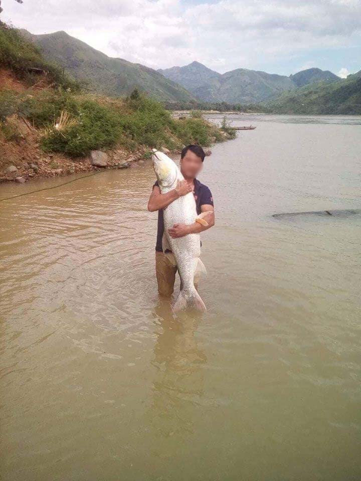 Đã nhiều người so sánh cá măng với cá chiên sông Đà để xem đâu mới là thủy quái đích thực của con nước giữ. Vào hiện tại thì sản lượng cá chiên đang rất hiếm, cá măng to to còn kiếm được chứ chiên to thì hiếm vô cùng