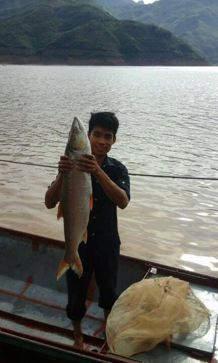 Để bắt được cá măng không phải là điều dễ dàng vì nếu không chắc tay lập tức có thể bị cá măng kéo xuống nước và tấn công. Không phải ai cũng có thể bắt được loài này nên chúng thường được thu mua với giá khá cao