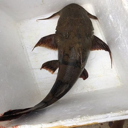 Cá chiên được coi là vật phẩm quý hiếm dùng tiến vua, chúa thời xa xưa.