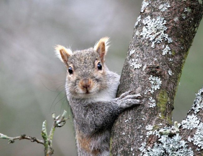 Sóc là một trong những loài thú quen thuộc và quý giá trong tự nhiên. Tuy nhiên, những con sóc xám miền Đông, có nguồn gốc ở phía đông của Bắc Mỹ, trở thành “thảm họa” khi chuyên đi phá hủy tổ chim, hủy hoại thảm thực vật và gây ra một loạt các vấn đề môi trường.