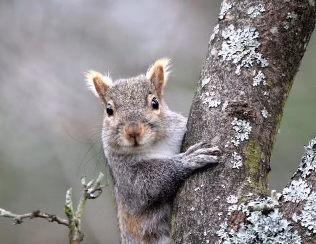 Sóc là một trong những loài thú quen thuộc và quý giá trong tự nhiên. Tuy nhiên, những con sóc xám miền Đông, có nguồn gốc ở phía đông của Bắc Mỹ, trở thành “thảm họa” khi chuyên đi phá hủy tổ chim, hủy hoại thảm thực vật và gây ra một loạt các vấn đề môi trường.