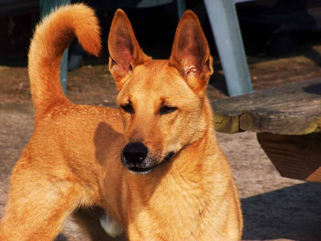 Nếu là giống chó Lài thuần chủng thì bốn chân của chúng sẽ có màu bít tất trắng, đuôi dài vừa phải, lúc buông thõng lúc lại hướng lên trên.