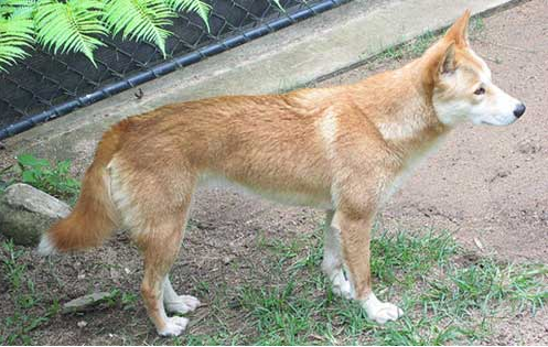 Chó Lài được nhìn thấy xuất hiện phổ biến nhất là ở các vùng trung du Tây Bắc, ở Lào Cai và miền núi của Việt Nam. Giống chó này được nuôi để giúp người nông dân trông coi nhà cửa, chăn gia súc hay đi rừng…