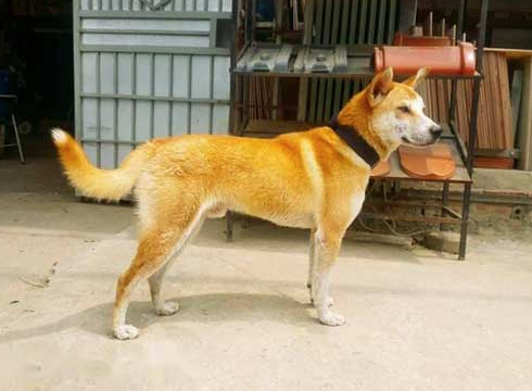  Chó Lài, còn có tên gọi khác là chó Dingo Đông dương, là giống chó thuần chủng có nguồn gốc từ Việt Nam. Một số cuốn sách ghi lại rằng, từ hơn 6000 năm về trước, người Việt Nam đã tìm thấy dấu tích xuất hiện của giống chó này trên bán đảo Đông Dương.