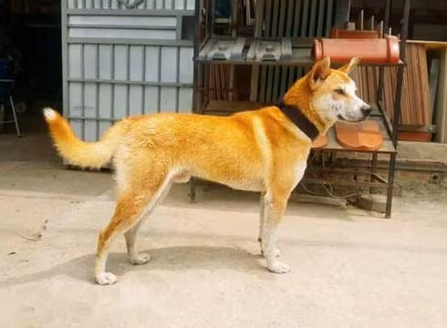  Chó Lài, còn có tên gọi khác là chó Dingo Đông dương, là giống chó thuần chủng có nguồn gốc từ Việt Nam. Một số cuốn sách ghi lại rằng, từ hơn 6000 năm về trước, người Việt Nam đã tìm thấy dấu tích xuất hiện của giống chó này trên bán đảo Đông Dương.