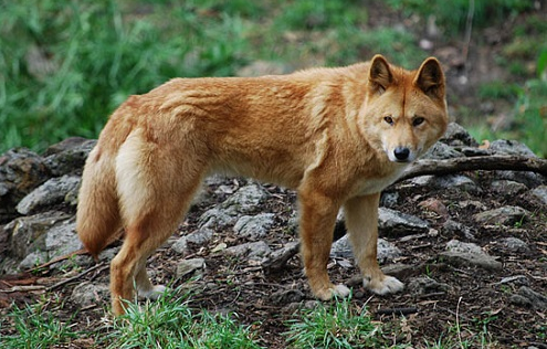 Nguồn gốc của chó Dingo Đông Dương được hình thành từ đâu vẫn là câu hỏi gây nhiều tranh cãi. Một số người cho rằng chó Lài là sự kết hợp của chó sói và chó nhà của người dân tộc Mông. Một số khác lại quan niệm chó Tây lai với chó sói của Việt Nam đã tạo ra chó Lài.