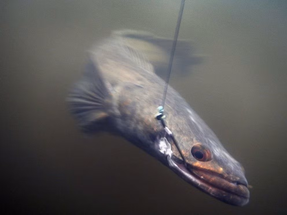 Loại cá này có nguồn gốc từ lưu vực sông Dương Tử ở Trung Quốc và từ một số khu vực khác ở Trung Quốc, nơi chúng được nuôi lấy thịt trong các trang trại, và từ một số nơi khác như Nga và Hàn Quốc. Loài cá được gọi cá đầu rắn ở Mỹ này có thể đạt chiều dài gần một mét.