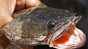 Mỗi khi xuất hiện ở một vùng nước ngọt tự nhiên, cá chuối nhanh chóng phá hủy chuỗi thức ăn do tập tính của chúng.