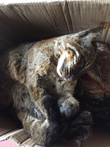 Sách đỏ Việt Nam liệt beo lửa vào nhóm động vật có mức độ đe dọa bậc E (đang bị đe dọa tuyệt chủng) và đề xuất phương pháp bảo vệ "Tuyệt đối cấm săn bắt, buôn bán dưới bất kỳ hình thức nào"