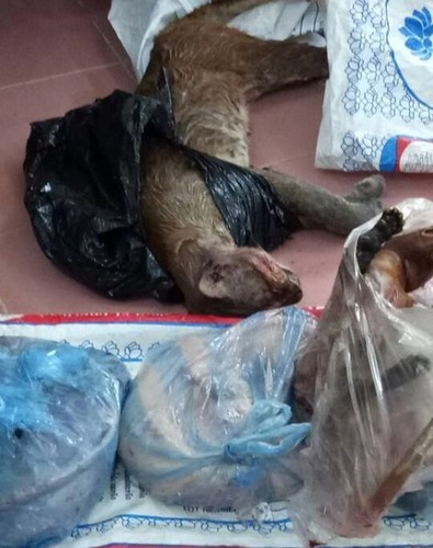 Trong tự nhiên số lượng beo lửa ngày càng hiếm do nạn săn bắt bừa bãi và phá rừng. Chính bộ da lông tuyệt đẹp và cốt thịt được đồn thổi có giá trị dược liệu cao đã đẩy đưa số phận của loài beo lửa lâm vào vòng bi kịch.