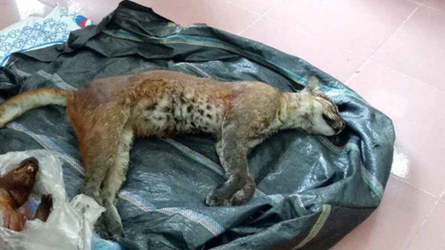 Cảnh quan ưa thích của beo lửa là rừng nhiều tầng, có tầng thấp phát triển, mặt đất có nhiều đá nổi.