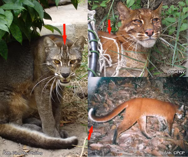 Tuy Sách đỏ Việt Nam nghiêm cấm mọi hành vi săn bắn, mua bán nhưng ngày lại ngày beo lửa vẫn bị cánh phường săn trục xuất ra khỏi rừng rồi bí mật tập kết về các thành phố lớn. Nguồn ảnh: Đặng Huy Phương