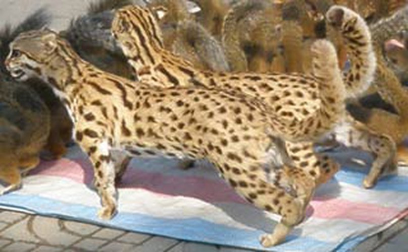 Beo lửa không có chỗ ở cố định, lâu dài, chúng sống đơn độc, làm tổ ở các gốc cây, hốc đá.