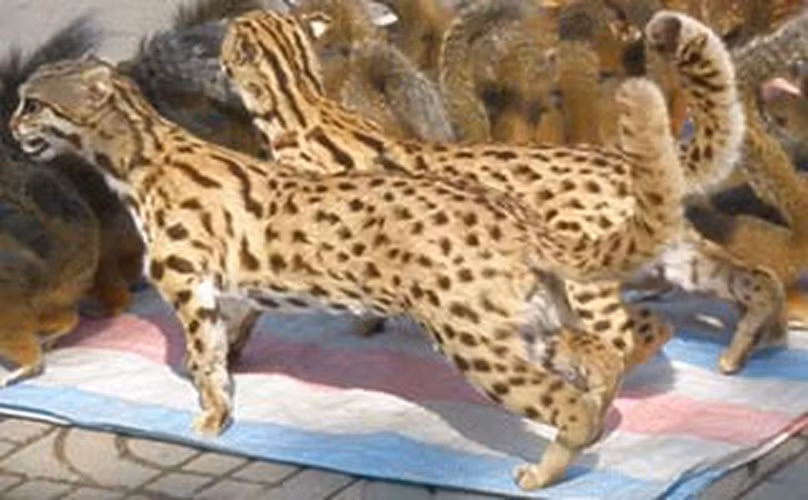 Beo lửa không có chỗ ở cố định, lâu dài, chúng sống đơn độc, làm tổ ở các gốc cây, hốc đá.