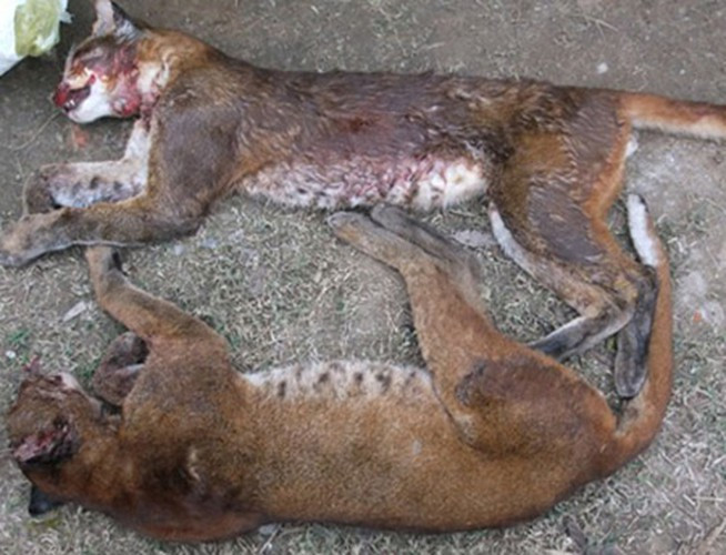 Thuộc họ mèo, có kích cỡ trung bình trong họ mèo với chiều dài thân từ 840 - 920mm, dài đuôi từ 450 - 560mm, beo lửa sống trong nhiều kiểu rừng gồm rừng già, rừng tái sinh, trảng cây bụi cạnh rừng trên núi đất và núi đá (có lẽ vì đặc tính sinh học này mà cánh con buôn gọi chúng là beo đá).