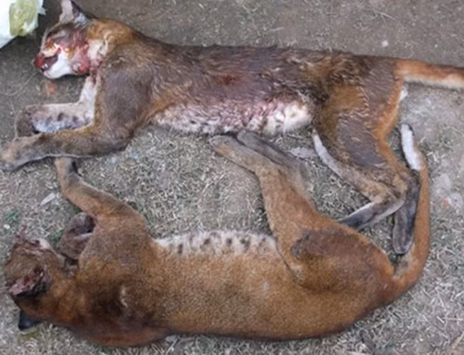 Thuộc họ mèo, có kích cỡ trung bình trong họ mèo với chiều dài thân từ 840 - 920mm, dài đuôi từ 450 - 560mm, beo lửa sống trong nhiều kiểu rừng gồm rừng già, rừng tái sinh, trảng cây bụi cạnh rừng trên núi đất và núi đá (có lẽ vì đặc tính sinh học này mà cánh con buôn gọi chúng là beo đá).