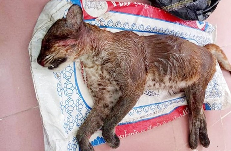 Người Thái gọi những con beo lửa là "tu xưa pon", người Tày gọi "tu phay", người Dao gọi "tu bển".