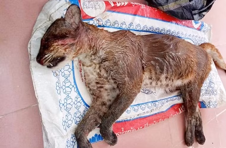 Người Thái gọi những con beo lửa là "tu xưa pon", người Tày gọi "tu phay", người Dao gọi "tu bển".