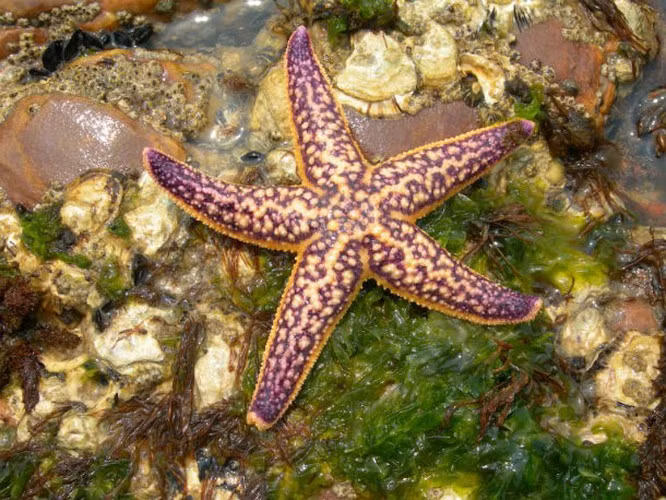 Sao biển được tìm thấy ở các vùng biển xung quanh Nhật Bản, Nga, Trung Quốc, Hàn Quốc và bắc Thái Bình Dương. Tuy vậy, sao biển phía bắc Thái Bình Dương đã xâm chiếm thành công các bờ biển phía nam của Australia và có khả năng di chuyển xa về phía bắc Sydney. Sao biển là loài ăn tạp, nó sẽ ăn một loạt các con mồi khác nhau và có khả năng gây hại cho sinh thái bất cứ vùng biển nào nó đặt chân đến.