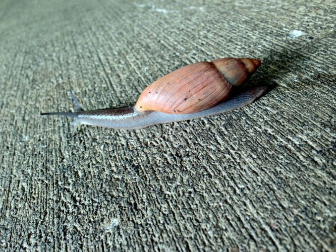 Ốc sên ăn thịt được đưa tới quần đảo Ấn Độ Dương và Thái Bình Dương vào năm 1950. Kể từ đó, nó phát triển như một tác nhân kiểm soát sinh học. Như tên gọi, loài ốc máu lạnh này sẽ ăn bất cứ thứ gì trên đường đi của nó, thậm chí đồng loại cũng có thể trở thành bữa ăn ngon miệng.