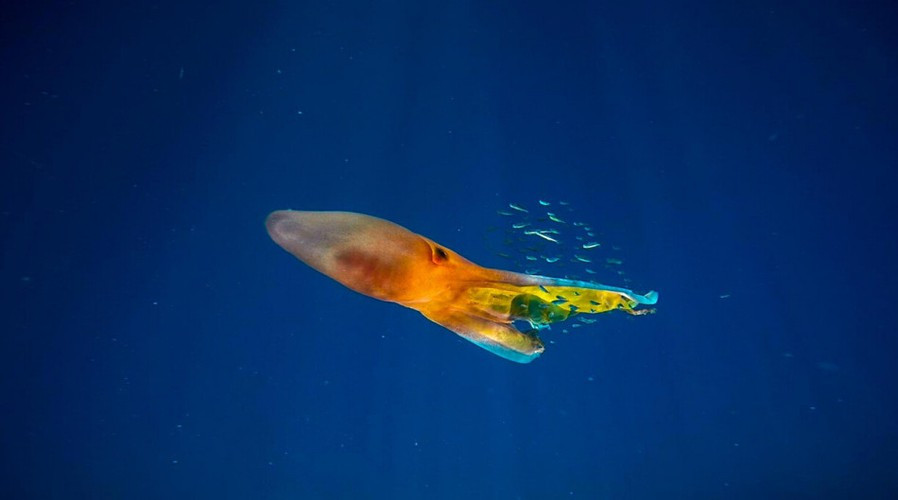 Chiếc màng to lớn của bạch tuộc khiến người ta dễ lầm tưởng chúng là những cái chăn khổng lồ biết di chuyển. Đó cũng là lý do loài bạch tuộc này có tên gọi là bạch tuộc chăn.