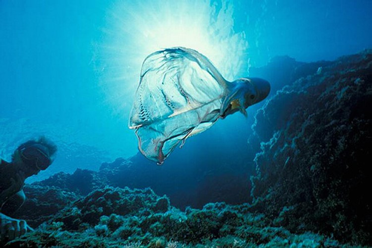 Bạch tuộc chăn sở hữu 2 chiếc tua dài bất thường, gắn liền với nó là 1 chiếc màng. Ngoài ra, nó cũng có những chiếc tua bình thường khác.