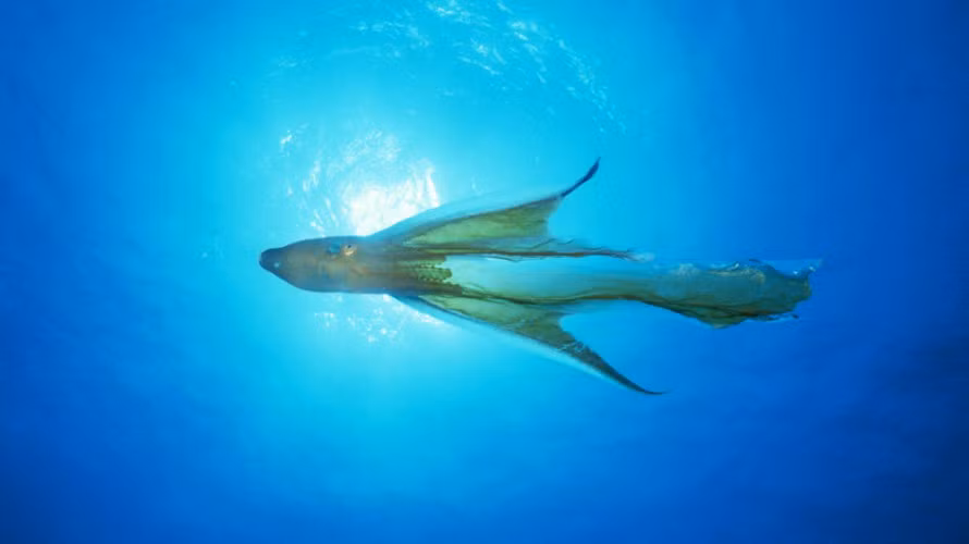 Con cái thu lấy tinh dịch và thu luôn cả vòi của con đực. Sau màn “mây mưa” hoan lạc, con đực cũng vĩnh biệt cõi đời.