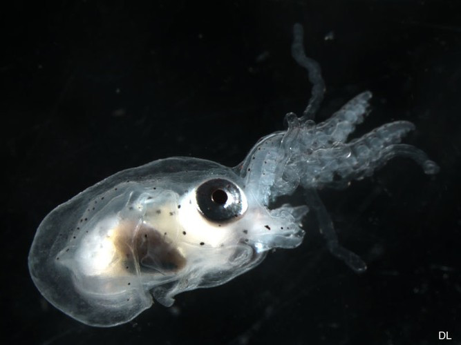 Nếu thoáng nhìn, bạch tuộc chăn không khác gì một loài động vật đến từ hành tinh khác.