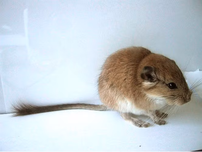 Dong vat co vu va nhung ky luc 