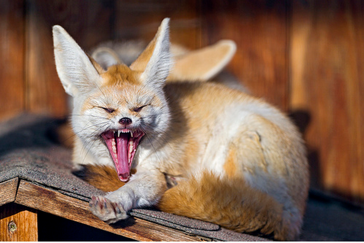 Động vật có vú thở nhanh nhất là cáo tai to châu Phi hay còn gọi là cáo Fennec. Loài này có một cách hạ nhiệt trong “ngôi nhà” sa mạc Sahara nóng nực rất hiệu quả là thở hổn hển. Khi nhiệt độ sa mạc lên tới 38 độ C, loài cáo này bị mất nhiệt và thở hổn hển một cách nhanh chóng mặt với tốc độ 690 lần/ phút.