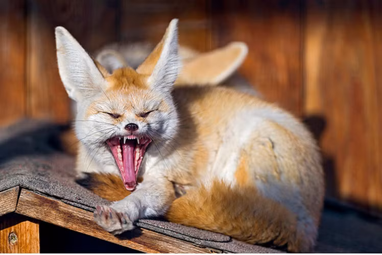 Động vật có vú thở nhanh nhất là cáo tai to châu Phi hay còn gọi là cáo Fennec. Loài này có một cách hạ nhiệt trong “ngôi nhà” sa mạc Sahara nóng nực rất hiệu quả là thở hổn hển. Khi nhiệt độ sa mạc lên tới 38 độ C, loài cáo này bị mất nhiệt và thở hổn hển một cách nhanh chóng mặt với tốc độ 690 lần/ phút.