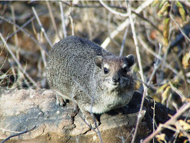 Thỏ đá Hyrax là loài động vật có vú nhỏ nhất, chúng có hình dạng giống loài thỏ nhưng lại là bà con thân thuộc gần gũi với voi Châu Phi. Chiều dài thỏ đá Hyrax không dài quá 47cm và chỉ nặng 2,4kg. Loài này thường làm hang ở những vùng núi đá.