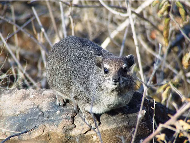 Thỏ đá Hyrax là loài động vật có vú nhỏ nhất, chúng có hình dạng giống loài thỏ nhưng lại là bà con thân thuộc gần gũi với voi Châu Phi. Chiều dài thỏ đá Hyrax không dài quá 47cm và chỉ nặng 2,4kg. Loài này thường làm hang ở những vùng núi đá.