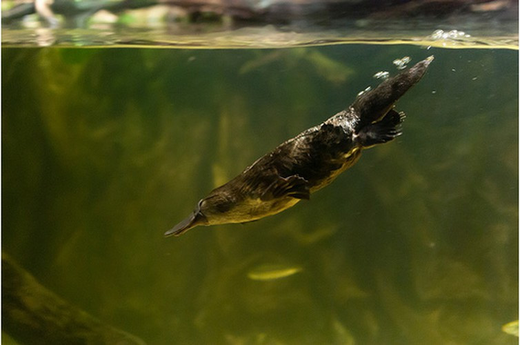 Động vật có vú đẻ trứng nhẹ nhất. Trong nhóm động vật đơn huyệt, thú mỏ vịt (Omithorhynchus anatinus) của lục địa Australia và Tasmania là nhẹ nhất. Con đực chỉ nặng 1 – 2,4kg, còn con mái nhẹ hơn chỉ từ 0,7 – 1,6kg.