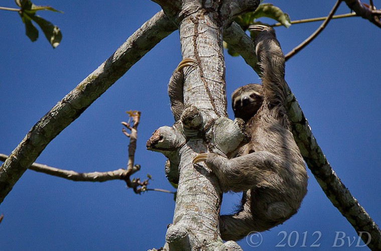 Động vật có vú chậm nhất là lười ba ngón. Không giống như tên của mình, loài này không lười biếng mà chúng chỉ thật sự rất chậm. Tốc độ di chuyển trung bình của loài này ở trên mặt đất là từ 1,8 – 2,4/ phút, còn ở trên cây thì chúng có thể tăng tốc lên đến 4,6m/ phút.