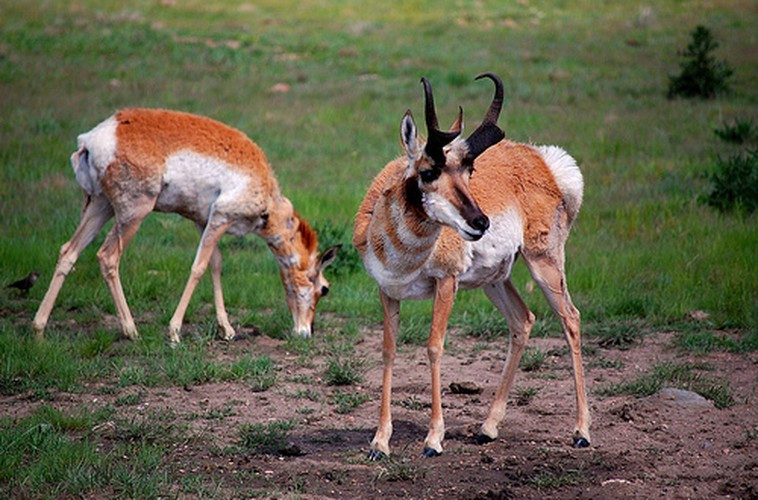 Động vật chạy đường trường nhanh nhất. Linh dương gạc nhiều nhánh là động vật có vú có khả năng chạy đường trường dai và nhanh nhất. Loài này được ghi nhận có thể chạy liên tục với tốc độ 56km/ giờ cho đoạn đường dài khoảng 6km.