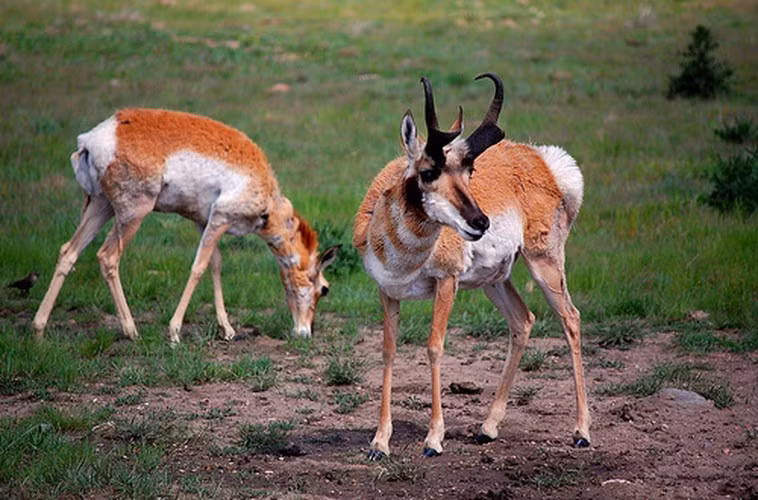 Động vật chạy đường trường nhanh nhất. Linh dương gạc nhiều nhánh là động vật có vú có khả năng chạy đường trường dai và nhanh nhất. Loài này được ghi nhận có thể chạy liên tục với tốc độ 56km/ giờ cho đoạn đường dài khoảng 6km.