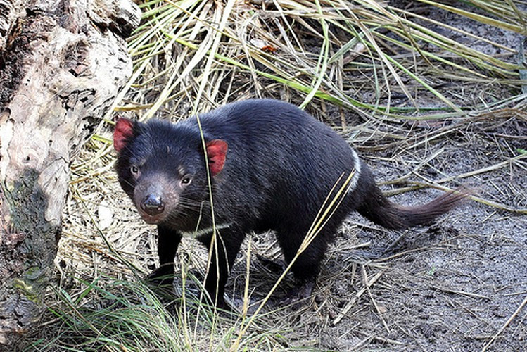 Loài Tasmanian Devil (“ác quỷ” đảo Tasmania) thuộc nhóm động vật có vú mạnh nhất. Các nhà khoa học đã tiến hành đo lực cắn vết thương của loài “ác quỷ” này và nhận thấy mức sát thương của loài này là 181, lớn hơn mức sát thương của hổ là 127 và sư tử là 112.