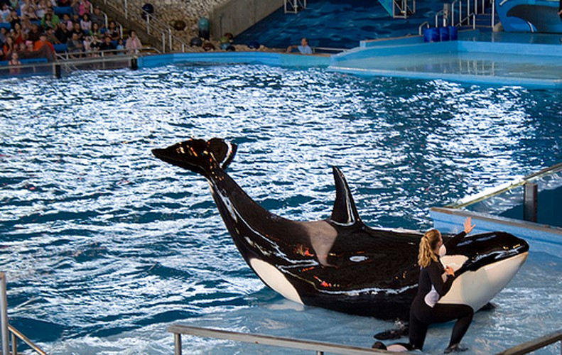 Cá voi sát thủ đực là động vật có vú dưới biển nhanh nhất. Loài này từng được ghi nhận có thể di chuyển với tốc độ 55,5km/ giờ ở phía Đông Thái Bình Dương.